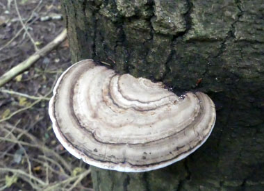 Ganoderma applanatum 